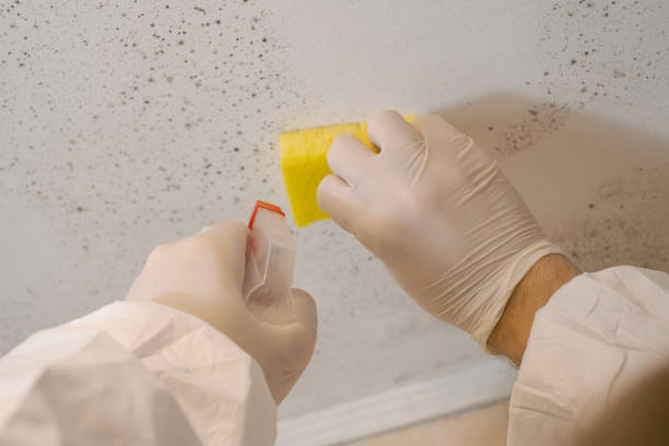 Best Basement Mold Removal  in Drexel, NC