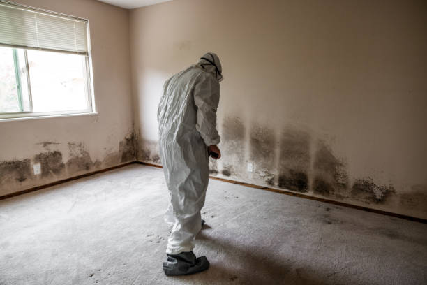 Best Commercial Mold Inspection  in Drexel, NC